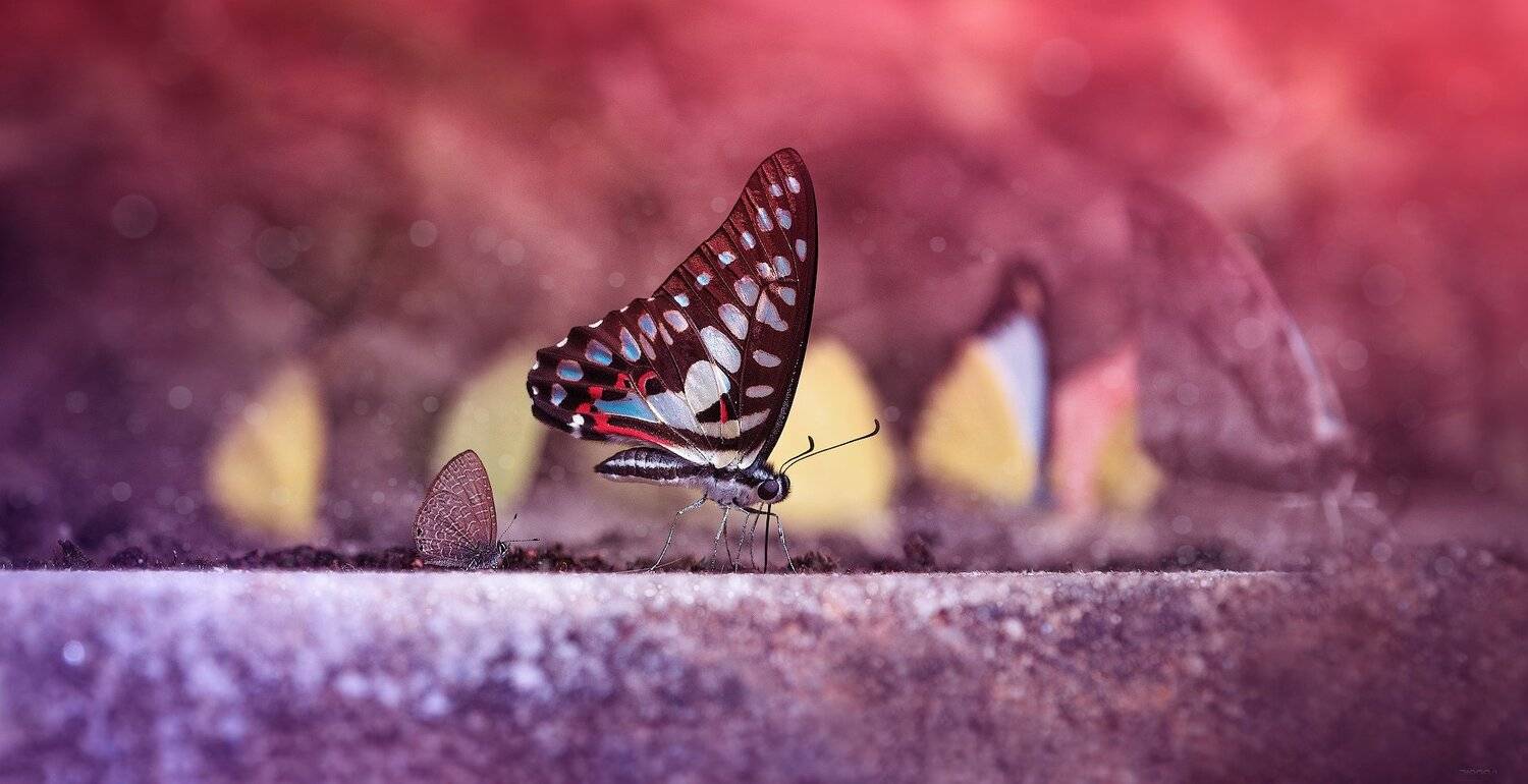природа, бабочки, макро, Дмитрий Посевич