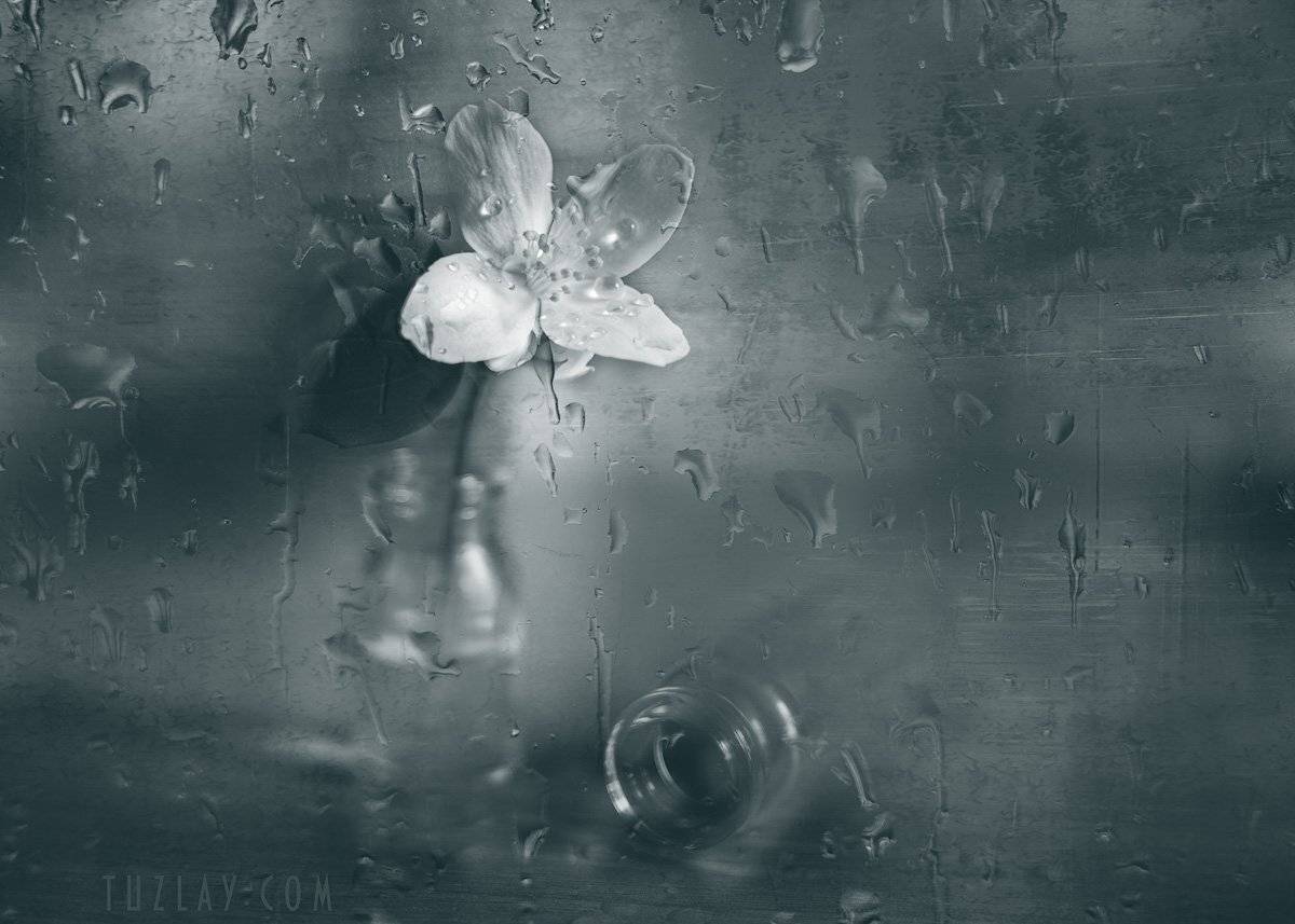 philadelphus coronarius, жасмин, черно-белое, Владимир Тузлай