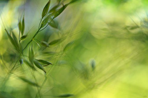 The Secret Life of the Grasses