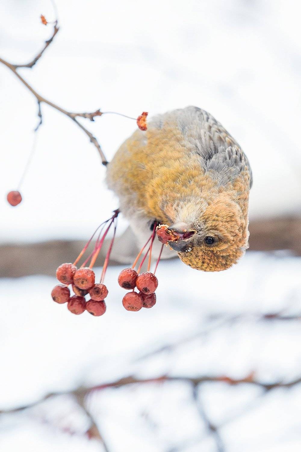 , Сосновских Вячеслав