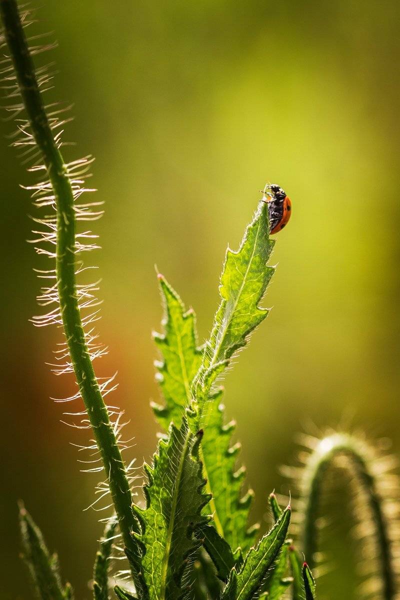 , Nicolae Fanurie Chirobocea