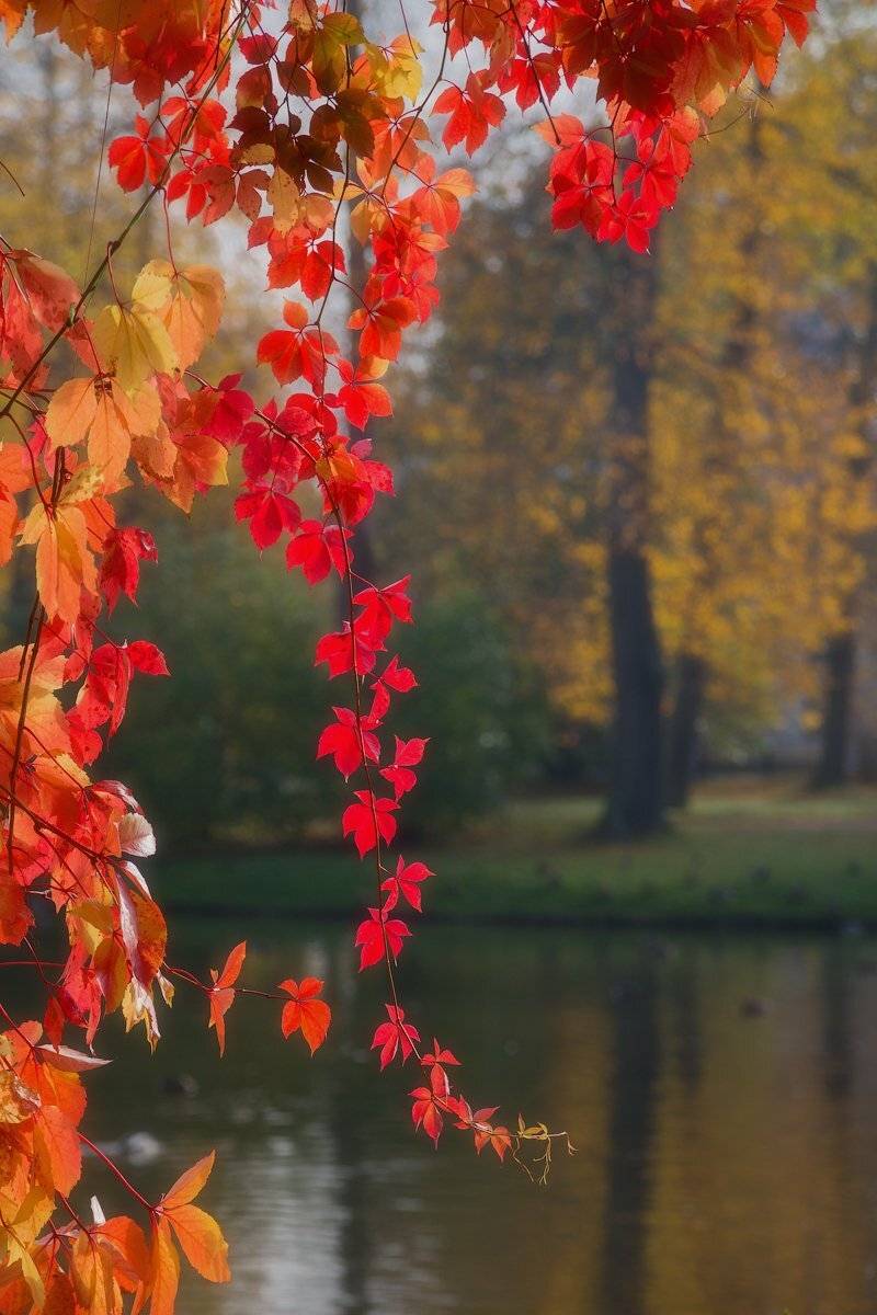 Осень, Юрий Чернов