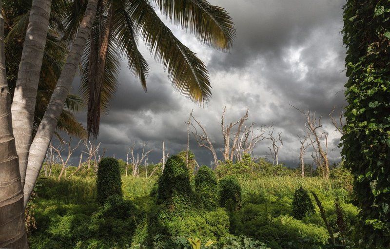 Зелень пальмы стволы деревья тучи тропики Доминикана Тропический нейзаж фото превью