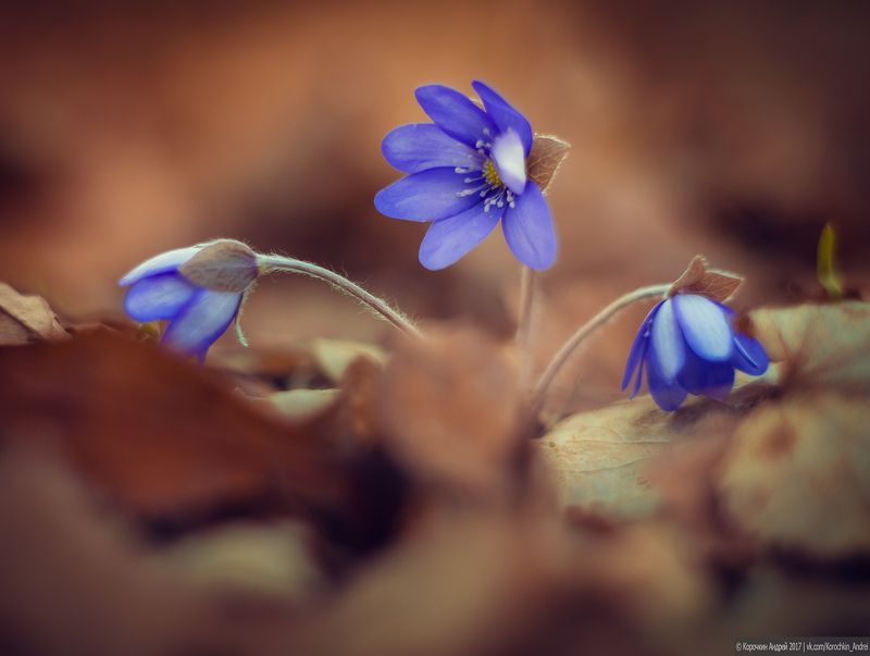 ...весеннее разнотравье ... фото превью
