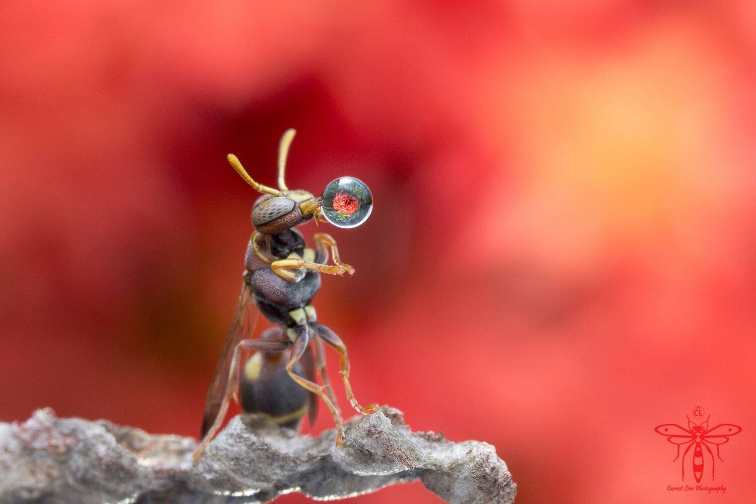 #macro#wasp#waterbubble#reflection#colors, Choo How Lim