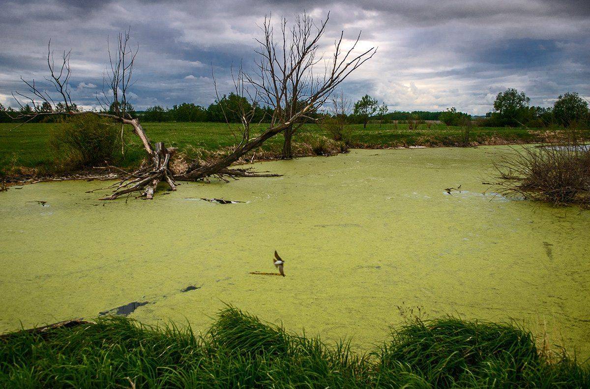 весна, май, пойма, стрижи, Владислав Никишин