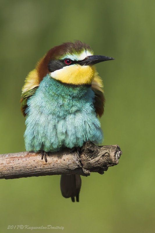 Щурка золотистая фото превью