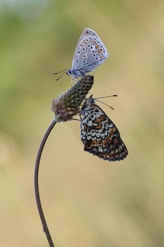шашечница, голубянка *** фото превью