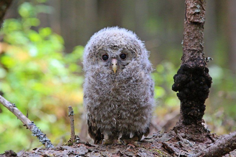 Длиннохвостая неясыть. Птенец. фото превью