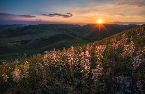 Цветочная серия из Оренбуржья.