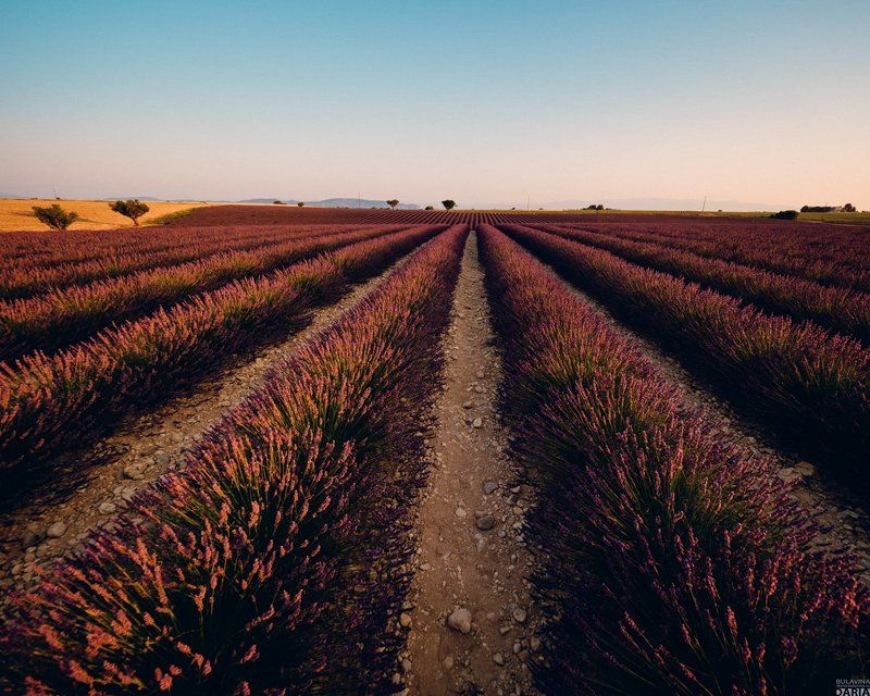 лаванда,  франция,  прованс,  портрет Лаванда фото превью