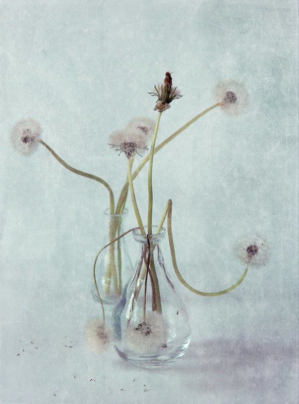 одуванчики танец одуванчиков фото превью