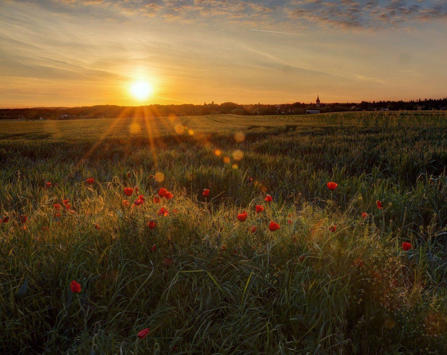чехия, утро, маки, Александр Беляев
