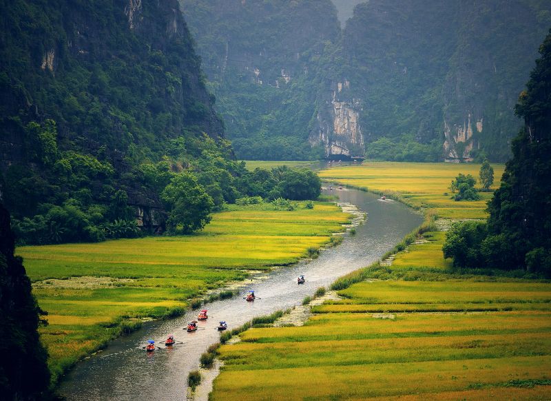 Ngo Dong River ripe rice season фото превью