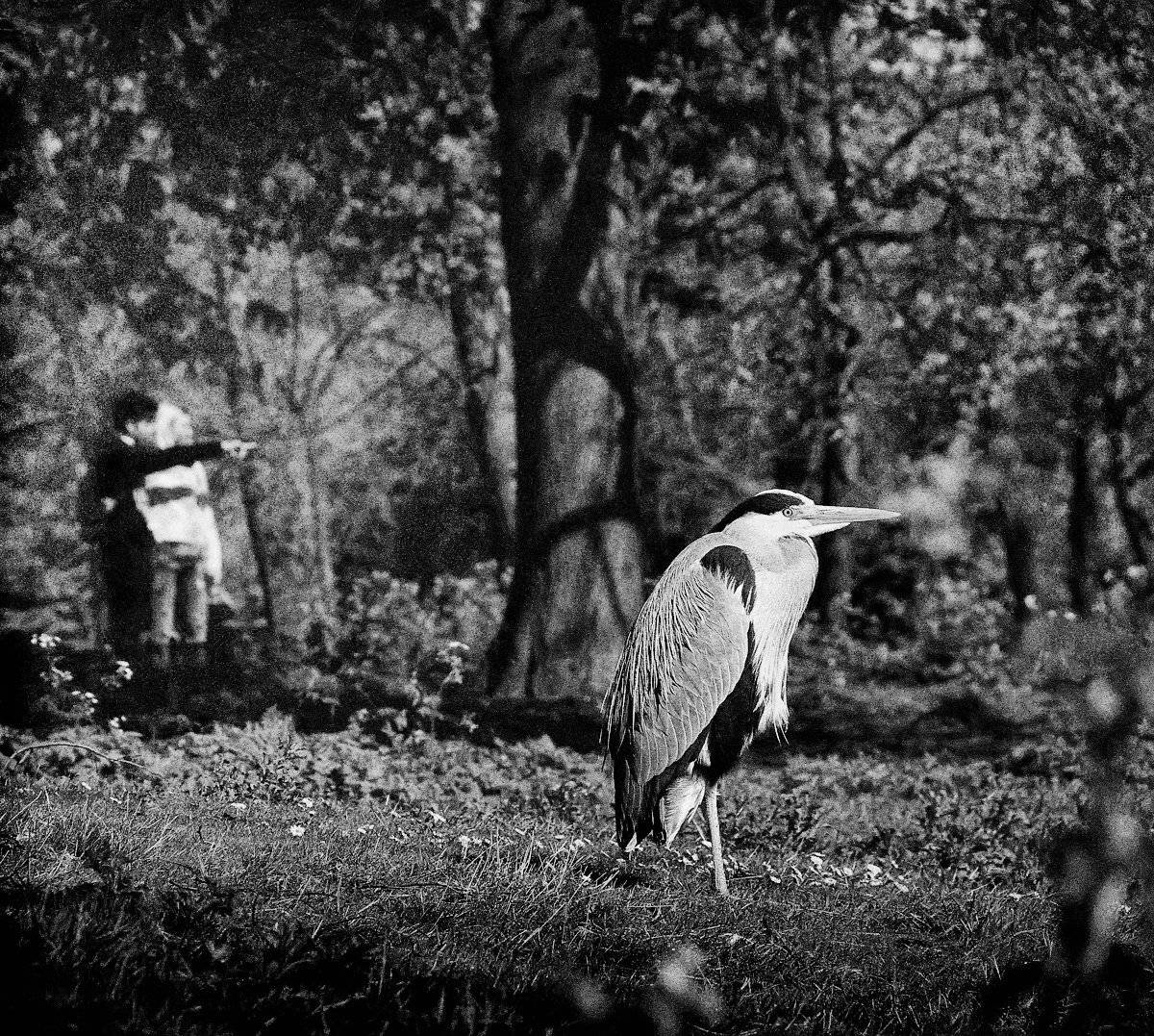 , Елена Лаврова