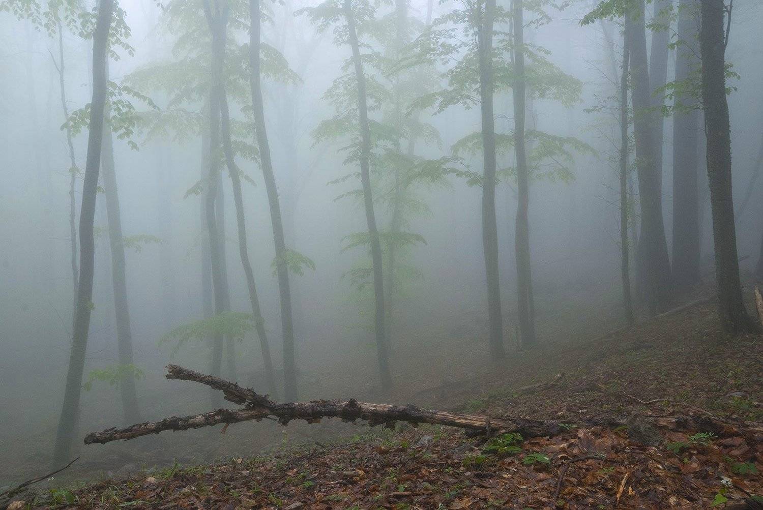 , Саша  Вайсберг / Waldschnepfe /