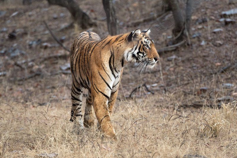 индия Модель фото превью