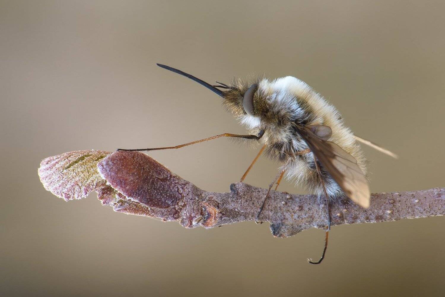 , Кузнецов Дмитрий