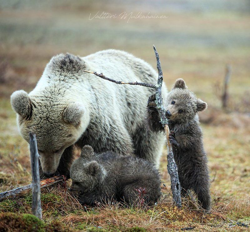 Не боись, фотограф, моя маман само спокойствие ...