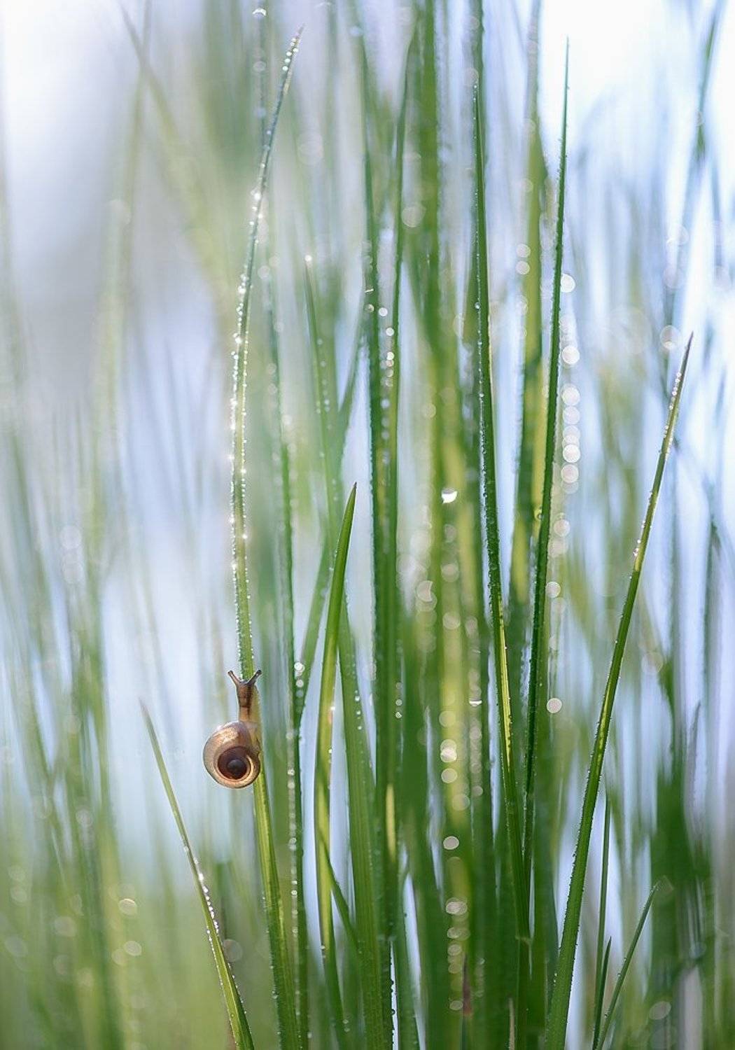 украина, коростышев, лето, лес, красота, макро, макро мир, природа, макро-красота, трава, улитка, чорный,, Александр Чорный