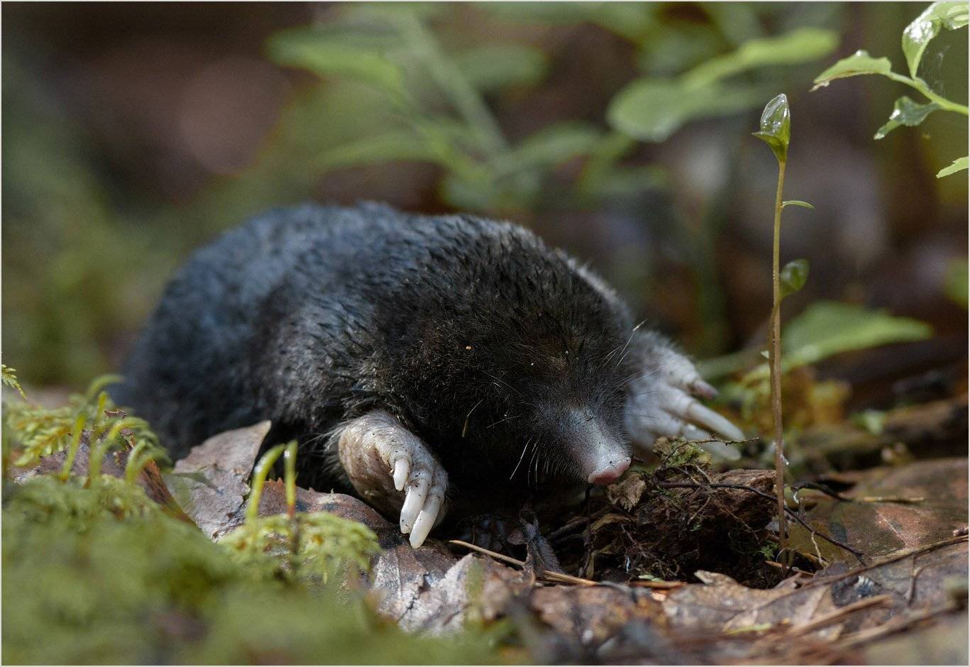 крот, Юрий Андреев