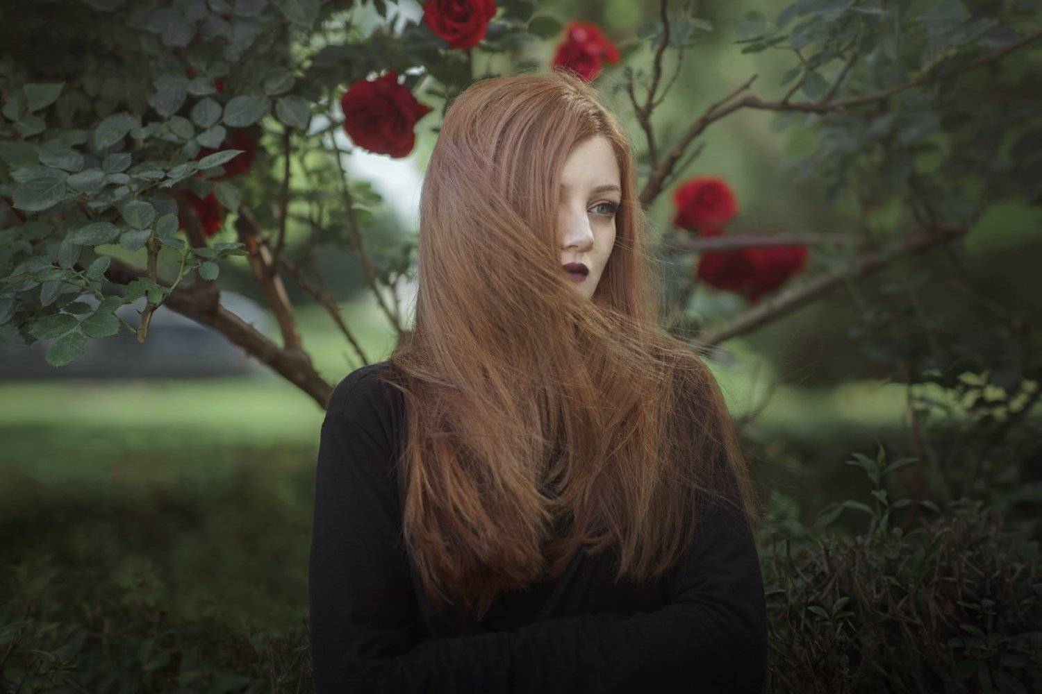 roses, wind, mood, soft, tones, colors, Боби Костадинов