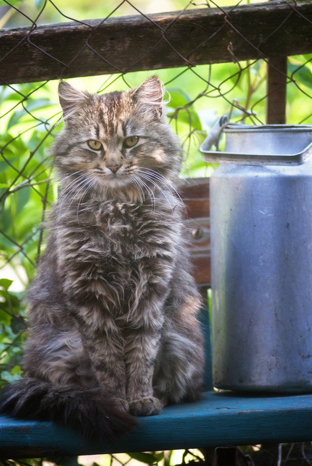 кот, котяра, Roma Krasov ( Chitinskiy )