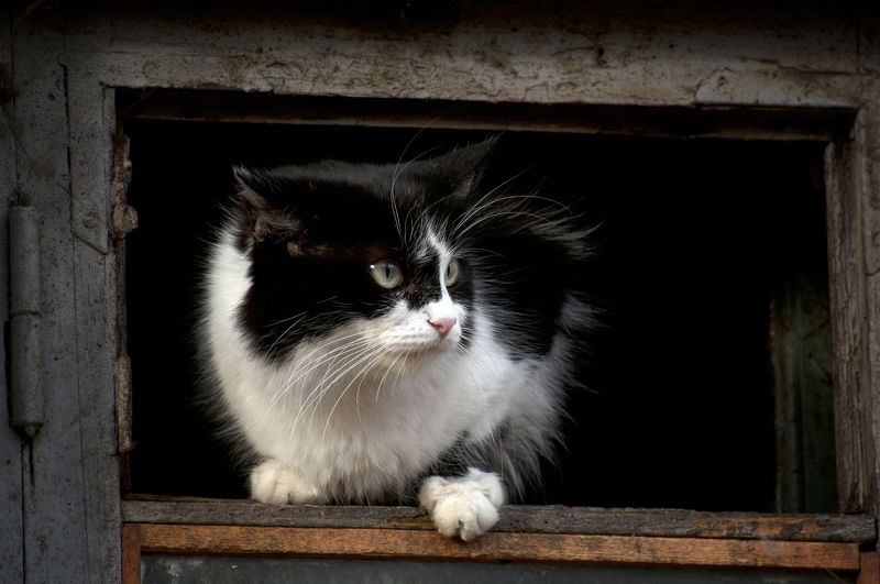 кот, котяра Живу  я тут ... фото превью