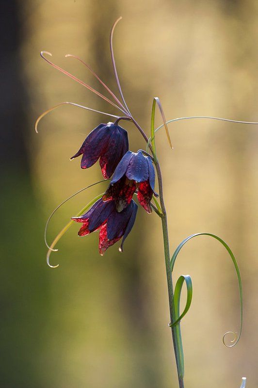 весна, зелень, листья, лес, цветы, московская область, подмосковье Pro Рябчик-цветок... фото превью