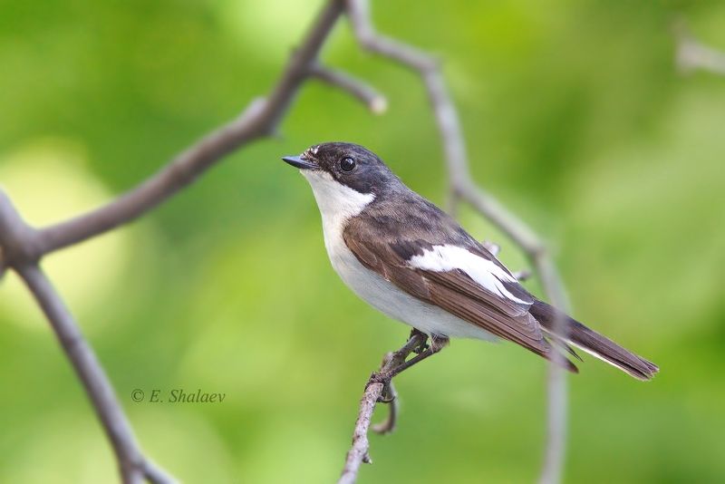 birds,european pied flycatcher,ficedula hypoleuca,мухоловка,мухоловка-пеструшка,птица,птицы,фотоохота Мухоловка-пеструшка фото превью