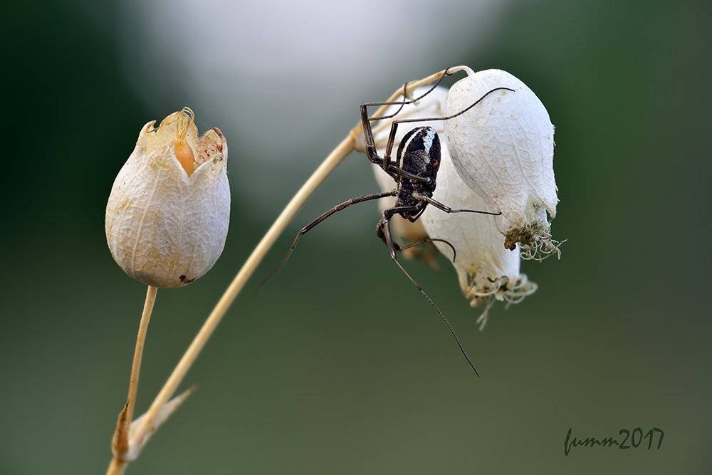 , Игорь ФУММ