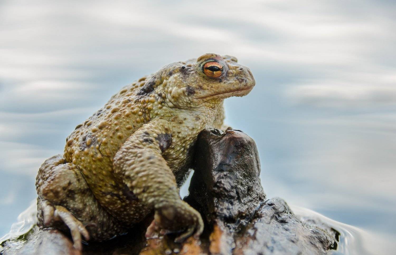 серая жаба, Bufo bufo, земноводное, лето, вода, царевна, Ксения Соварцева