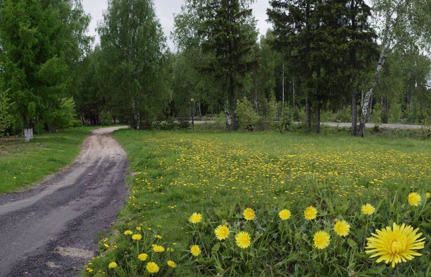 деревня,дорога,одуванчики,луг,, Вера Павлухина