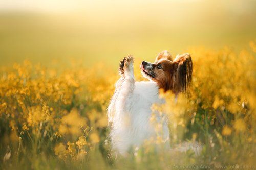 Малыши в цветах