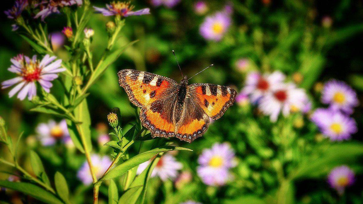 макро, осень, бабочка , Александр Потапов