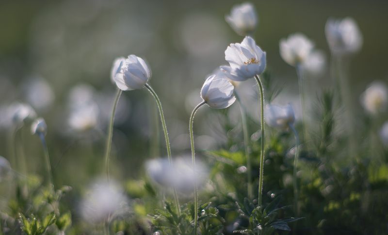 пора  нежности... фото превью