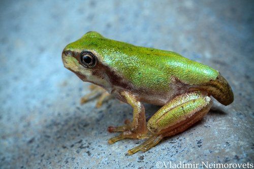 Почти лягушка / Almost frog 