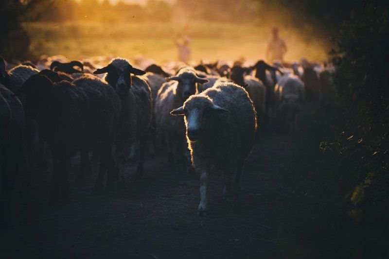 sheep Coming home фото превью