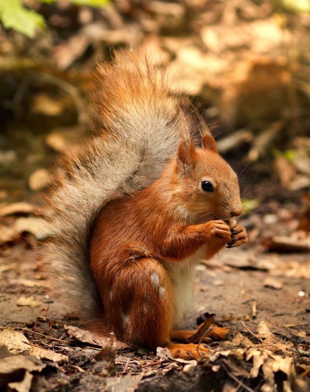 Это точно последний? фото превью