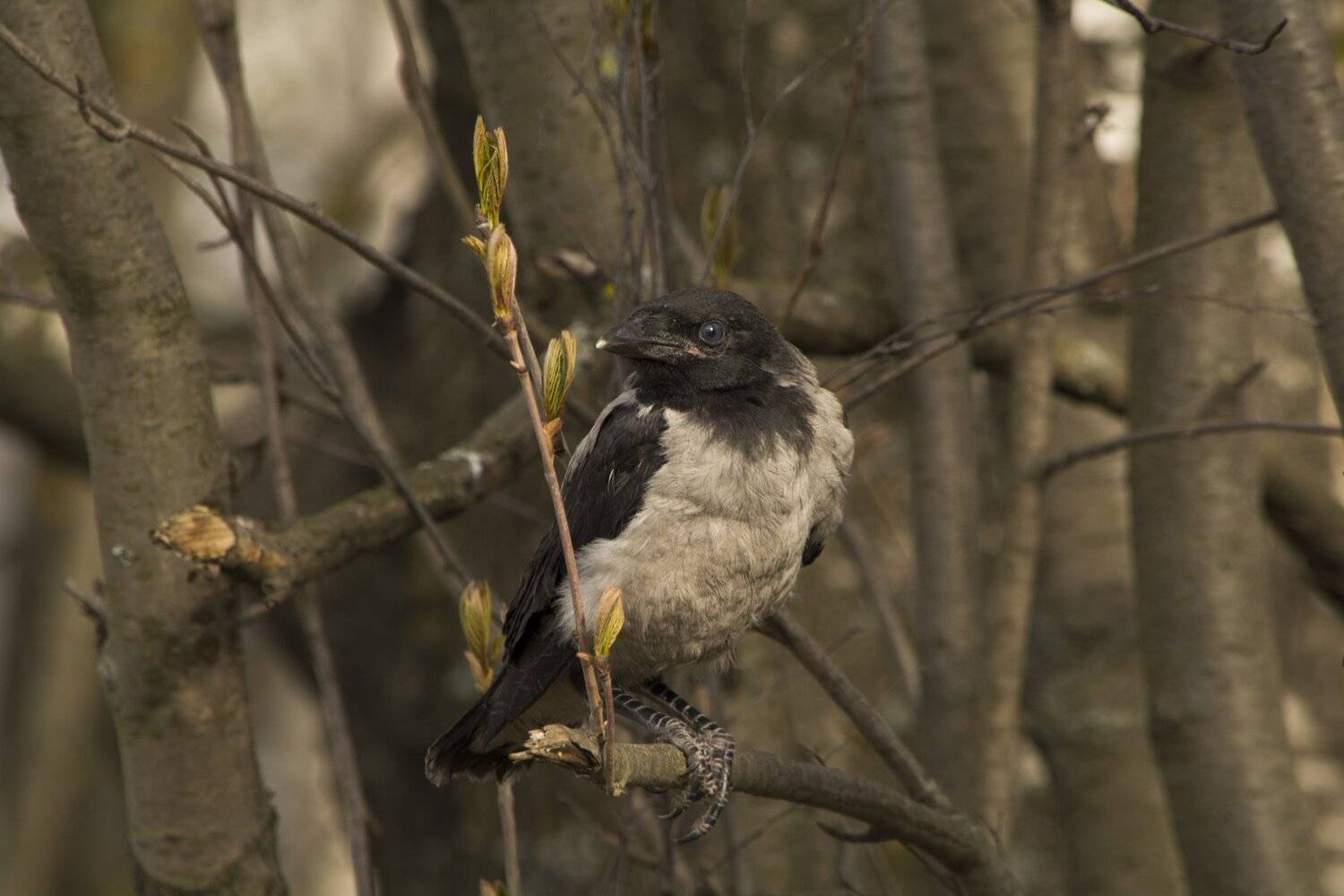 , Марина Никулина