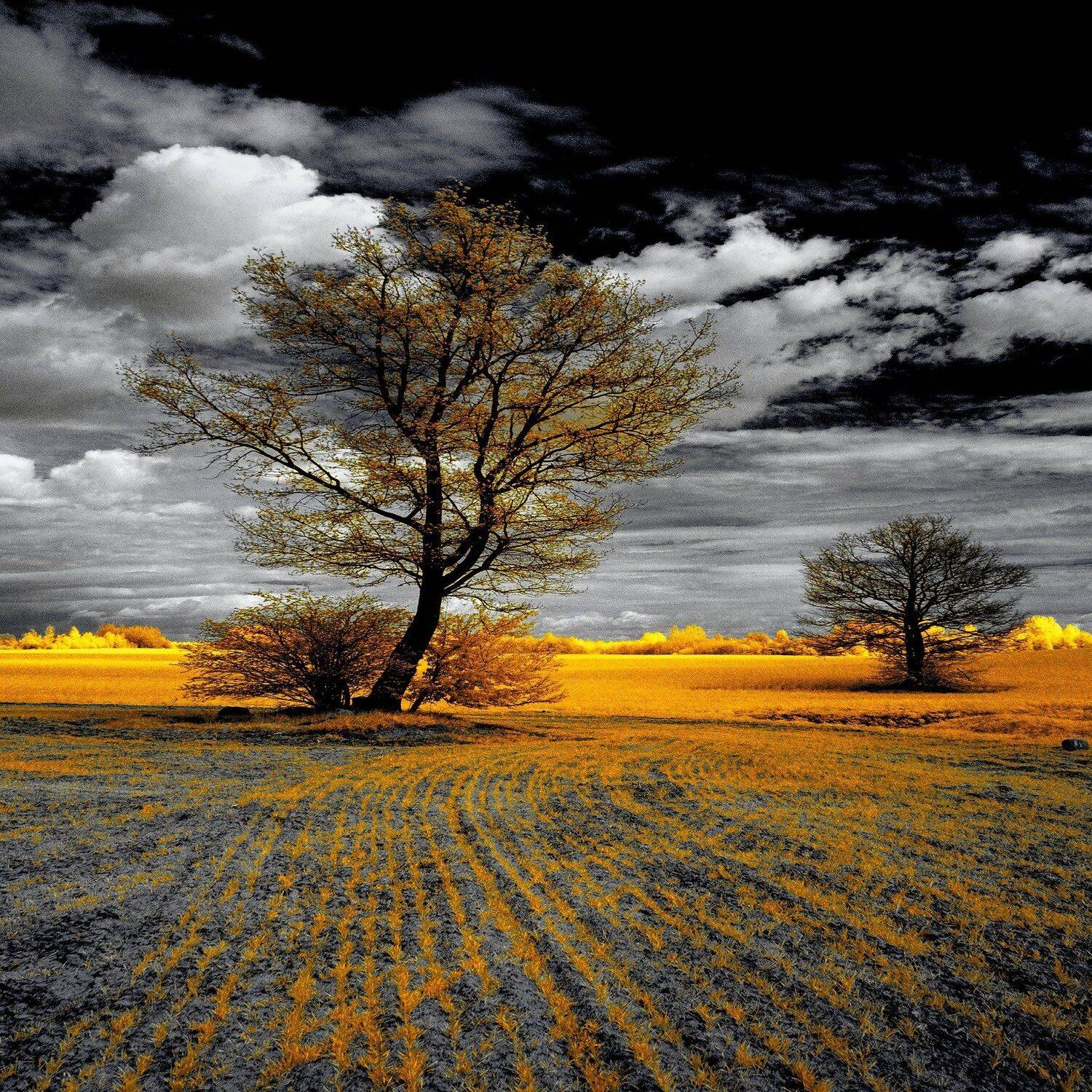 infrared,ик-фото,инфракрасное фото,инфракрасная фотография,пейзаж,природа,беларусь,весна, Sixten ( Сергей )