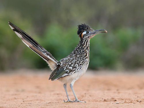 Greater Roadrunner - Калифорнийская земляная кукушка