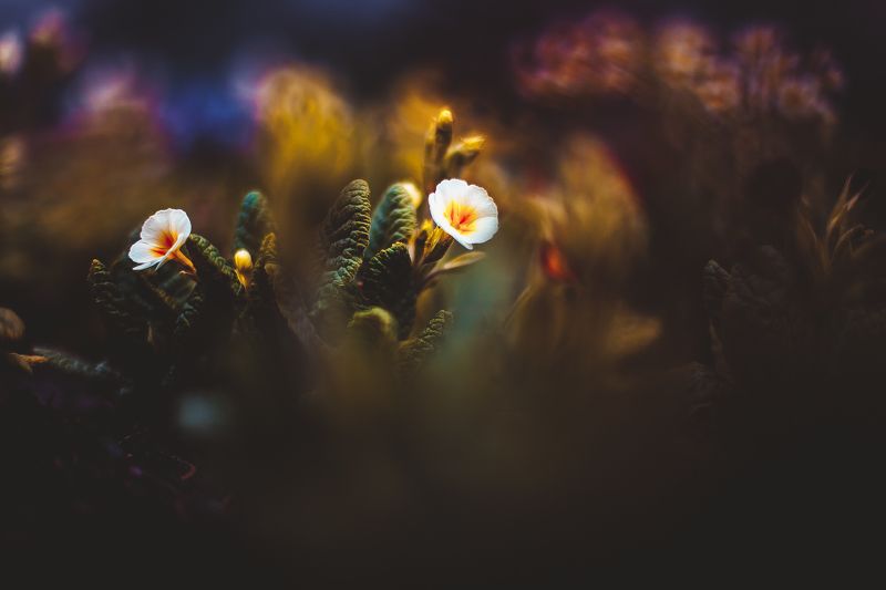 ботанический сад, макро, цветы, зелень, природа В ботаническом саду фото превью