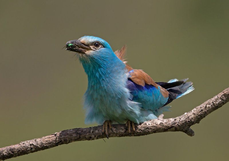 Сизоворонка фото превью