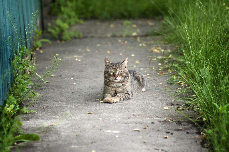 кот, котяра Здравствуй, лето ... фото превью