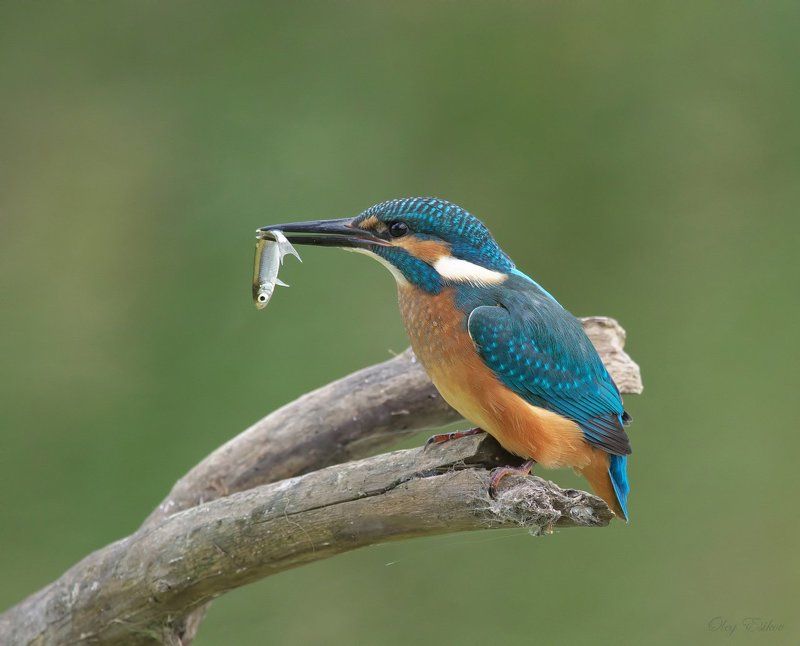 Портфолио фото превью