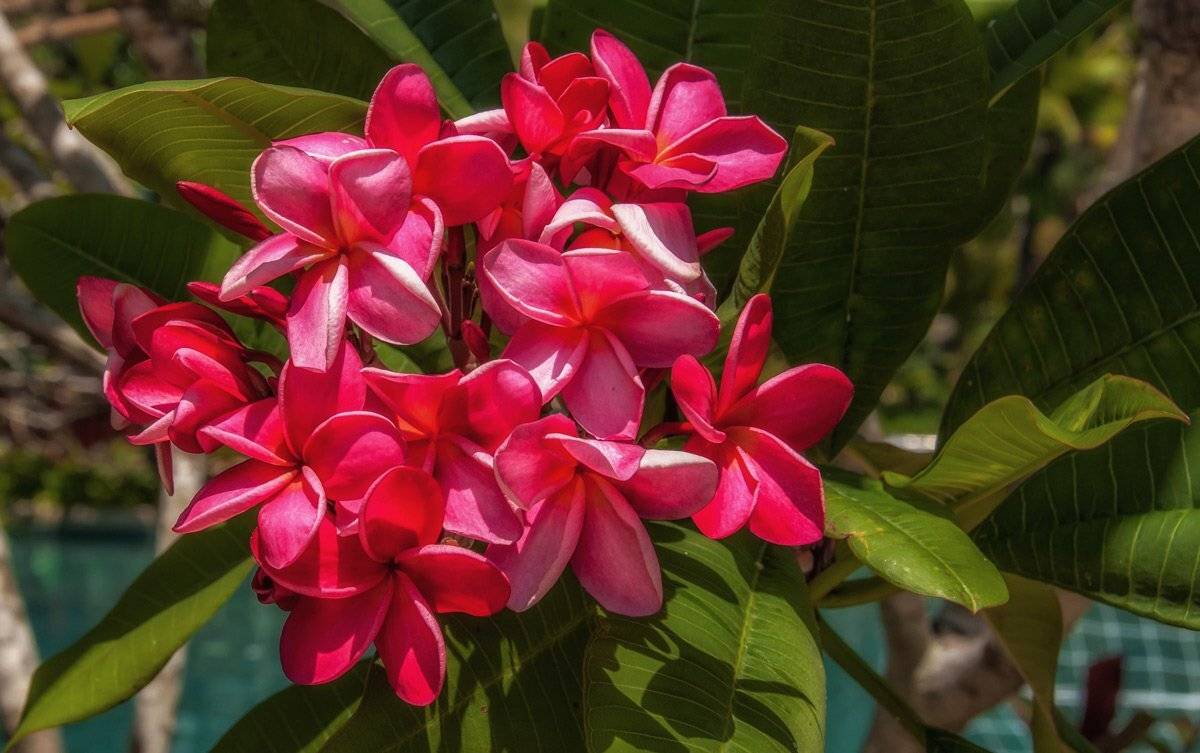 тайланд, плюмерия, Gunter Graiss