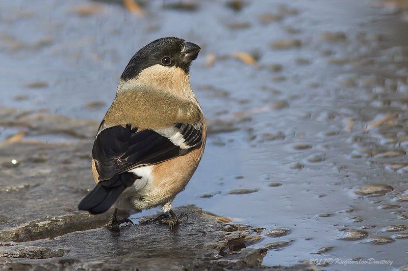 Снегирь (самка) фото превью