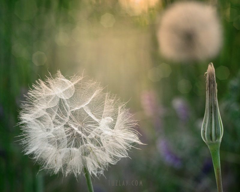 козлобородник, одуванчик БООльшой одуванчик) фото превью