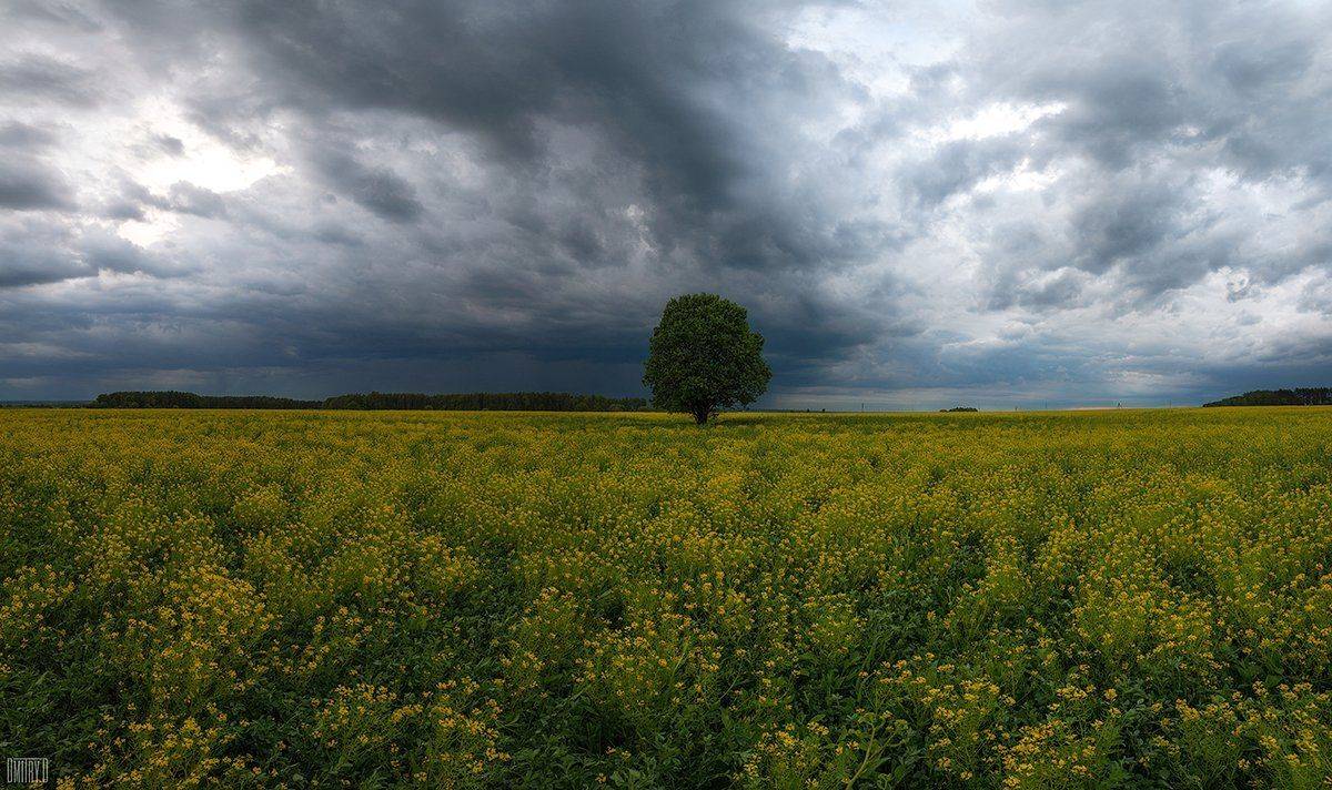 пейзаж, поле, цветы, тучи, панорама, дерево,, Дмитрий Доронин